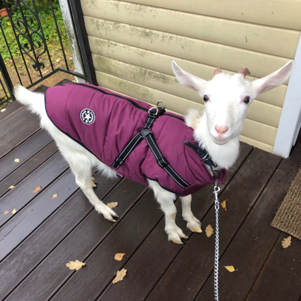 Waterproof Winter Pet Coat With Harness Warm Jacket