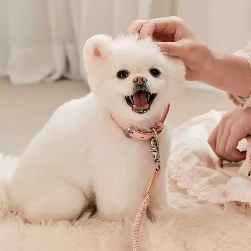 Leather Pet Collar With Handheld Leash For Small And Medium Pets