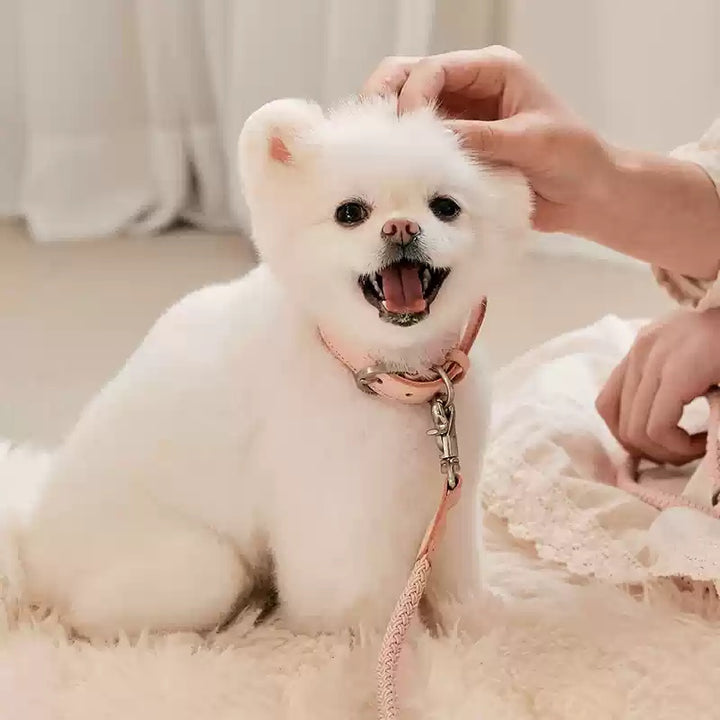 Leather Pet Collar With Handheld Leash For Small And Medium Pets