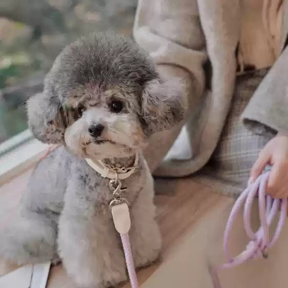 Leather Pet Collar With Handheld Leash For Small And Medium Pets